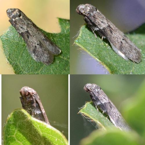Blastobasis glandulella